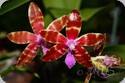Phal. pallens x bastianii